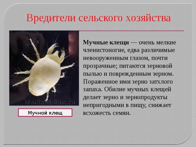 Вредители сельского хозяйства Мучные клещи  — очень мелкие членистоногие, едва различимые невооруженным глазом, почти прозрачные; питаются зерновой пылью и поврежденным зерном. Пораженное ими зерно затхлого запаха. Обилие мучных клещей делает зерно и зернопродукты непригодными в пищу, снижает всхожесть семян.  Мучной клещ 