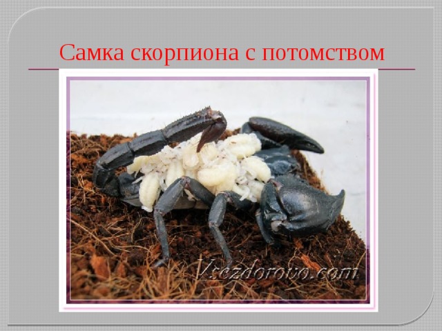 Самка скорпиона с потомством 