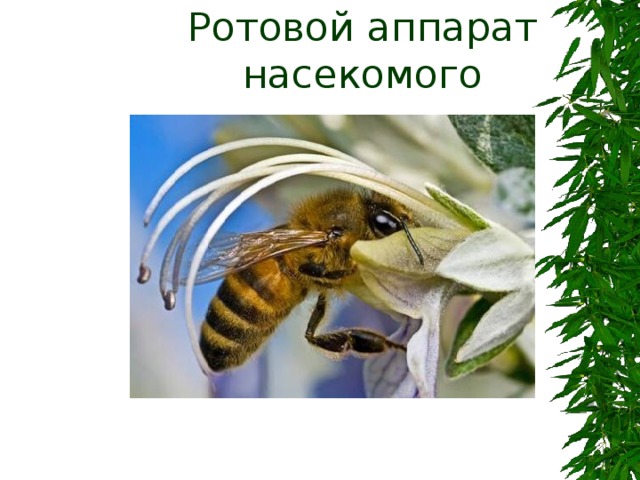 Ротовой аппарат насекомого 