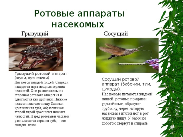 Грызущий ротовой аппарат (жуки, кузнечики). Питаются твёрдой пищей. Спереди находится пара мощных верхних челюстей. Они расположены по сторонам ротового отверстия и сдвигаются как щипчики. Нижние челюсти хватают пищу. За ними идёт нижняя губа, образованная второй парой сросшихся нижних челюстей. Перед ротовыми частями располагается верхняя губа, - это складка. кожи. Ротовые аппараты насекомых Грызущий Сосущий Сосущий ротовой аппарат (бабочки, тли, цикады). Насекомые питаются жидкой пищей. ротовые придатки удлинённые, образуют трубочку, через которую насекомые втягивают в рот жидкую пищу. У бабочки хоботок свёрнут в спираль 