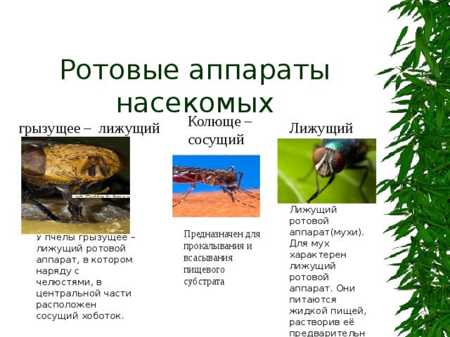 У пчелы грызущее – лижущий ротовой аппарат, в котором наряду с челюстями, в центральной части расположен сосущий хоботок. Ротовые аппараты насекомых  Колюще – сосущий грызущее – лижущий Лижущий Лижущий ротовой аппарат(мухи). Для мух характерен лижущий ротовой аппарат. Они питаются жидкой пищей, растворив её предварительно слюной. Предназначен для прокалывания и всасывания пищевого субстрата 