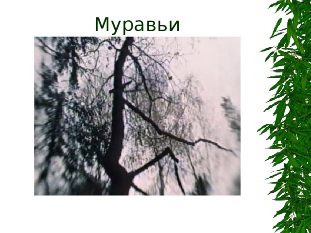 Муравьи  