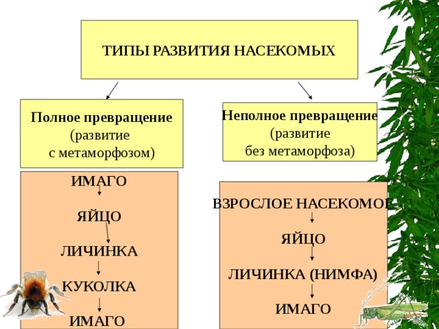  ТИПЫ РАЗВИТИЯ НАСЕКОМЫХ Полное превращение (развитие с метаморфозом) Неполное превращение (развитие без метаморфоза) ИМАГО  ЯЙЦО  ЛИЧИНКА  КУКОЛКА  ИМАГО ВЗРОСЛОЕ НАСЕКОМОЕ  ЯЙЦО  ЛИЧИНКА (НИМФА)  ИМАГО 