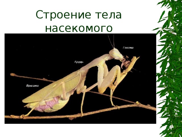 Строение тела насекомого 