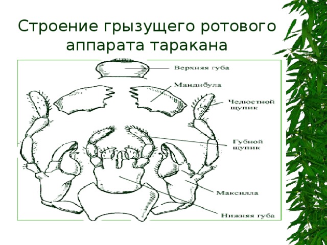 Строение грызущего ротового аппарата таракана 