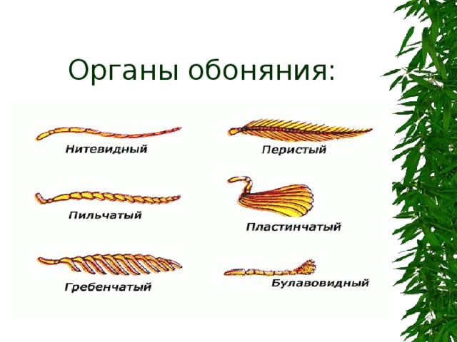  Органы обоняния: 