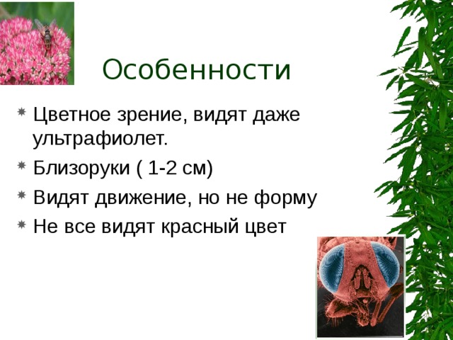 Особенности Цветное зрение, видят даже ультрафиолет. Близоруки ( 1-2 см) Видят движение, но не форму Не все видят красный цвет 