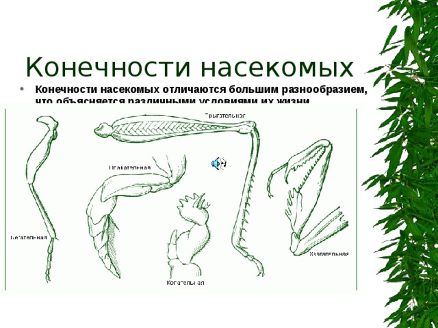 Конечности насекомых Конечности насекомых отличаются большим разнообразием, что объясняется различными условиями их жизни.  