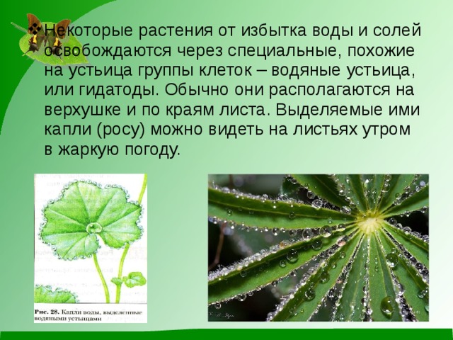 Некоторые растения от избытка воды и солей освобождаются через специальные, похожие на устьица группы клеток – водяные устьица, или гидатоды. Обычно они располагаются на верхушке и по краям листа. Выделяемые ими капли (росу) можно видеть на листьях утром в жаркую погоду. 