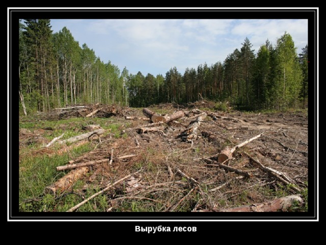 Вырубка лесов