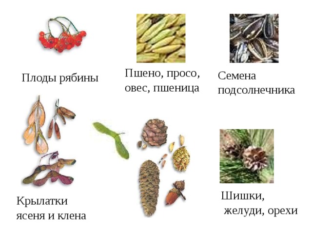Пшено, просо, овес, пшеница Семена подсолнечника  Плоды рябины  Шишки,  желуди, орехи Крылатки ясеня и клена  