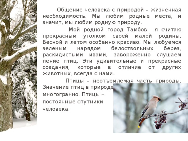  Общение человека с природой – жизненная необходимость. Мы любим родные места, и значит, мы любим родную природу.  Мой родной город Тамбов я считаю прекрасным уголком своей малой родины. Весной и летом особенно красиво. Мы любуемся зеленым нарядом белоствольных берез, раскидистыми ивами, завороженно слушаем пение птиц. Эти удивительные и прекрасные создания, которые в отличие от других животных, всегда с нами.  Птицы – неотъемлемая часть природы. Значение птиц в природе и хозяйстве человека многогранно. Птицы – постоянные спутники человека.  