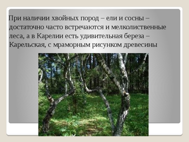  При наличии хвойных пород – ели и сосны – достаточно часто встречаются и мелколиственные леса, а в Карелии есть удивительная береза – Карельская, с мраморным рисунком древесины 