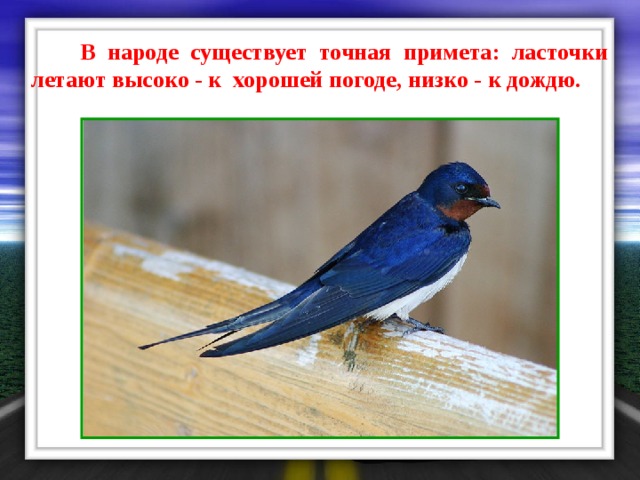  В народе существует точная примета: ласточки летают высоко - к хорошей погоде, низко - к дождю. 