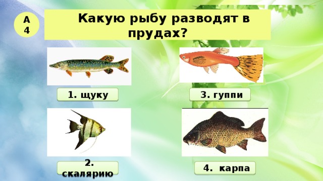   Какую рыбу разводят в прудах? А4 1. щуку  3. гуппи  2. скалярию  4. карпа 