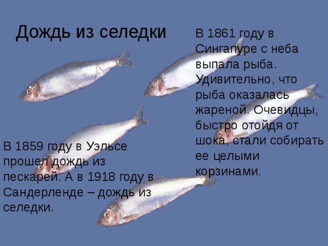 Дождь из селедки В 1861 году в Сингапуре с неба выпала рыба. Удивительно, что рыба оказалась жареной. Очевидцы, быстро отойдя от шока, стали собирать ее целыми корзинами. В 1859 году в Уэльсе прошел дождь из пескарей. А в 1918 году в Сандерленде – дождь из селедки. 