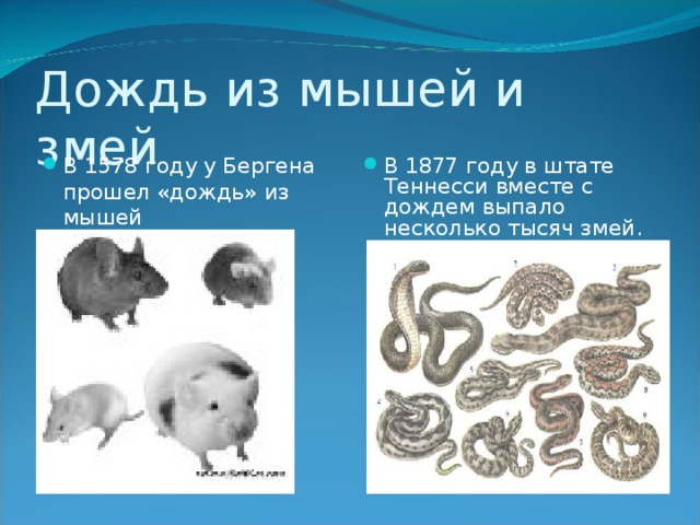 Дождь из мышей и змей В 1578 году у Бергена прошел «дождь» из мышей В 1877 году в штате Теннесси вместе с дождем выпало несколько тысяч змей. 