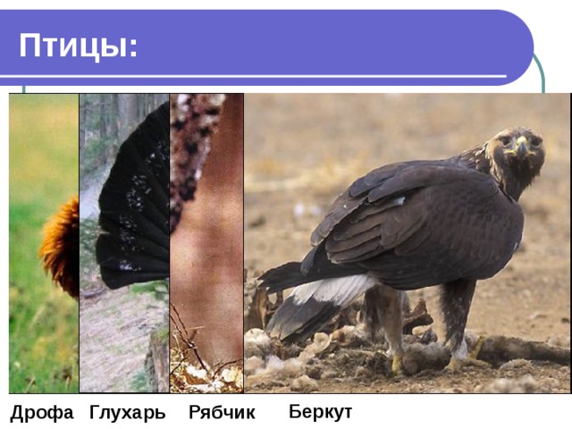 Птицы: Беркут Глухарь Рябчик Дрофа 