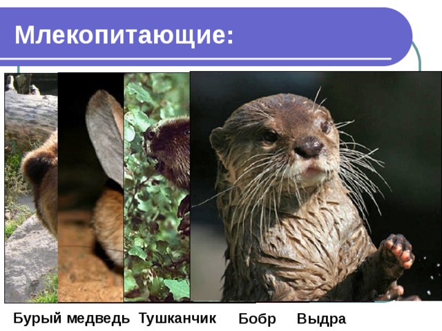 Млекопитающие: Тушканчик Бурый медведь Выдра Бобр 