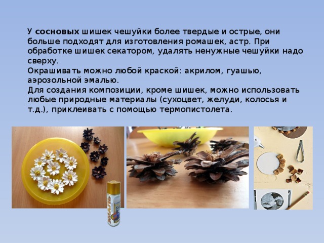 У сосновых шишек чешуйки более твердые и острые, они больше подходят для изготовления ромашек, астр. При обработке шишек секатором, удалять ненужные чешуйки надо сверху. Окрашивать можно любой краской: акрилом, гуашью, аэрозольной эмалью. Для создания композиции, кроме шишек, можно использовать любые природные материалы (сухоцвет, желуди, колосья и т.д.), приклеивать с помощью термопистолета. 