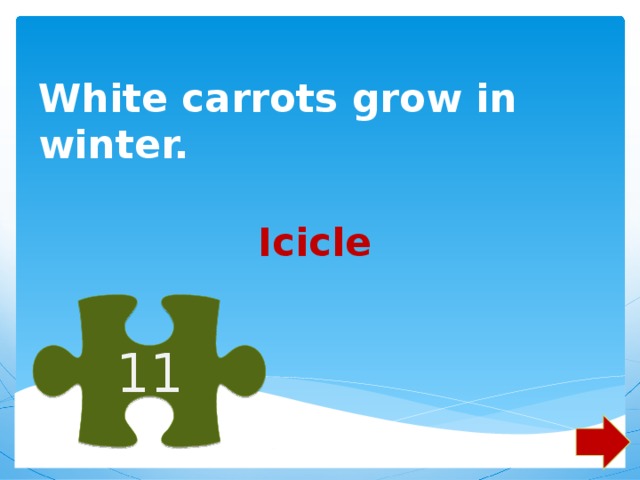 White carrots grow in winter. Icicle 11 