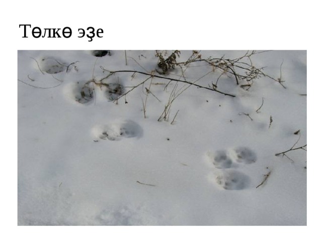 Төлкө эҙе 