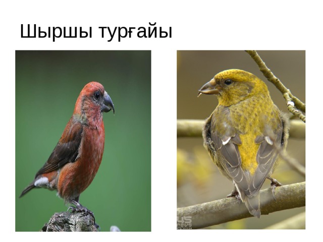 Шыршы турғайы 