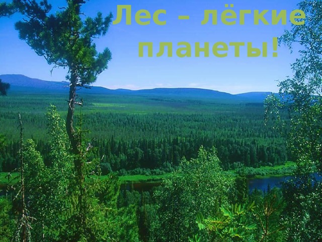 Лес – лёгкие планеты! 