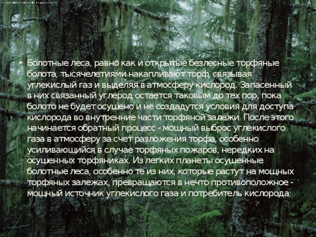 Болотные леса, равно как и открытые безлесные торфяные болота, тысячелетиями накапливают торф, связывая углекислый газ и выделяя в атмосферу кислород. Запасенный в них связанный углерод остается таковым до тех пор, пока болото не будет осушено и не создадутся условия для доступа кислорода во внутренние части торфяной залежи. После этого начинается обратный процесс - мощный выброс углекислого газа в атмосферу за счет разложения торфа, особенно усиливающийся в случае торфяных пожаров, нередких на осушенных торфяниках. Из легких планеты осушенные болотные леса, особенно те из них, которые растут на мощных торфяных залежах, превращаются в нечто противоположное - мощный источник углекислого газа и потребитель кислорода. 