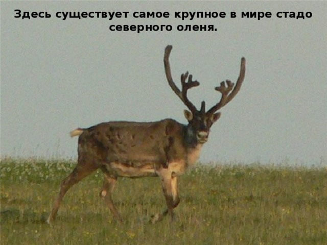 Здесь существует самое крупное в мире стадо северного оленя. 