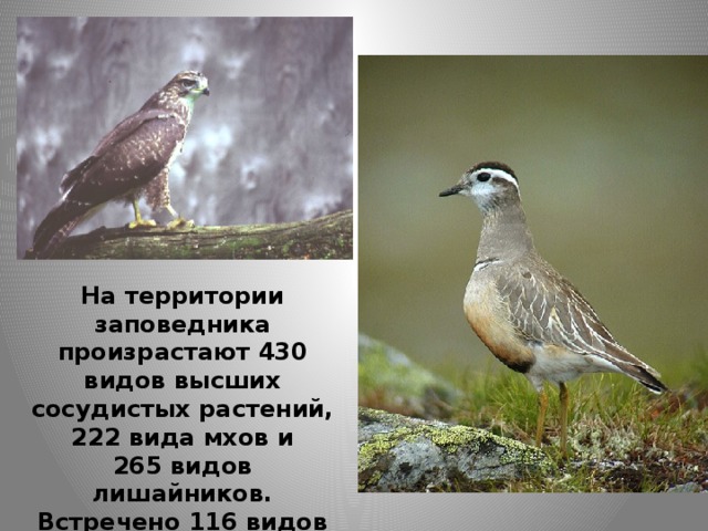 На территории заповедника произрастают 430 видов высших сосудистых растений, 222 вида мхов и 265 видов лишайников. Встречено 116 видов птиц, 74 из них гнездятся. 
