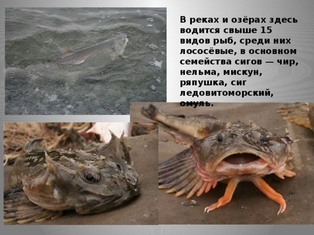В реках и озёрах здесь водится свыше 15 видов рыб, среди них лососёвые, в основном семейства сигов — чир, нельма, мискун, ряпушка, сиг ледовитоморский, омуль.  