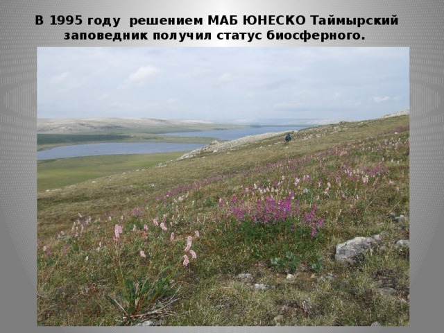 В 1995 году решением МАБ ЮНЕСКО Таймырский заповедник получил статус биосферного. 