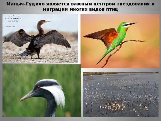 Маныч-Гудило является важным центром гнездования и миграции многих видов птиц  
