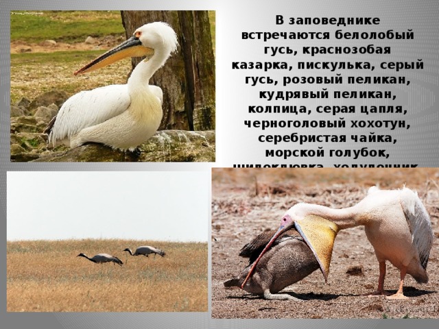 В заповеднике встречаются белолобый гусь, краснозобая казарка, пискулька, серый гусь, розовый пеликан, кудрявый пеликан, колпица, серая цапля, черноголовый хохотун, серебристая чайка, морской голубок, шилоклювка, ходулочник, малая белая цапля, каравайка  