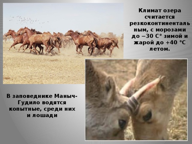 Климат озера считается резкоконтинентальным, с морозами до −30 С° зимой и жарой до +40 °C летом.  В заповеднике Маныч-Гудило водятся копытные, среди них и лошади 