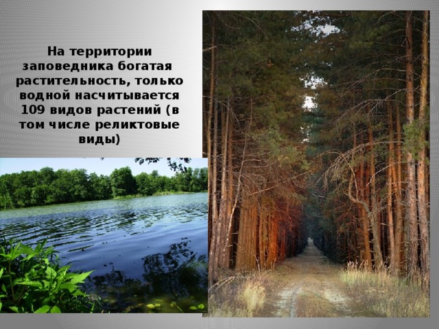 На территории заповедника богатая растительность, только водной насчитывается 109 видов растений (в том числе реликтовые виды) 