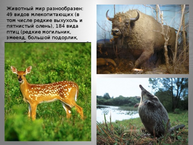 Животный мир разнообразен: 49 видов млекопитающих (в том числе редкие выхухоль и пятнистый олень), 184 вида птиц (редкие могильник, змееяд, большой подорлик, орлан-белохвост, скопа, черный журавль, филин и прочие  