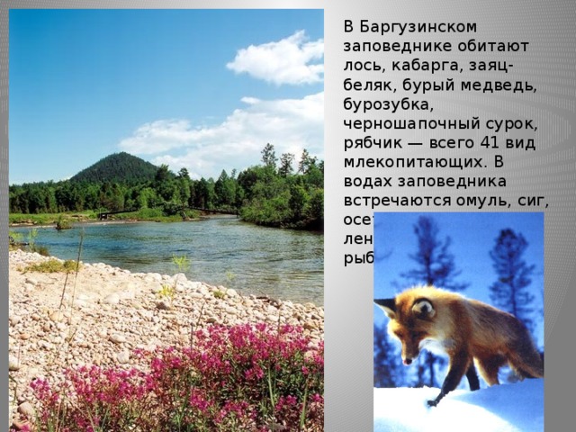 В Баргузинском заповеднике обитают лось, кабарга, заяц-беляк, бурый медведь, бурозубка, черношапочный сурок, рябчик — всего 41 вид млекопитающих. В водах заповедника встречаются омуль, сиг, осетр, хариус, таймень, ленок и другие виды рыб. 