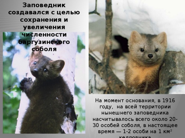Заповедник создавался с целью сохранения и увеличения численности баргузинского соболя На момент основания, в 1916 году, на всей территории нынешнего заповедника насчитывалось всего около 20-30 особей соболя, в настоящее время — 1-2 особи на 1 км² кедровника  