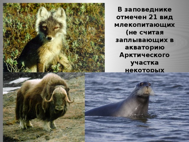 В заповеднике отмечен 21 вид млекопитающих (не считая заплывающих в акваторию Арктического участка некоторых ластоногих и китообразных)  