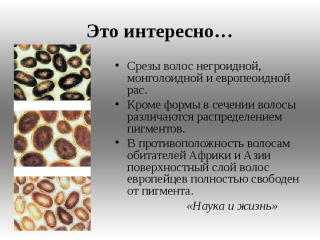 Это интересно…  Срезы волос негроидной, монголоидной и европеоидной рас. Кроме формы в сечении волосы различаются распределением пигментов. В противоположность волосам обитателей Африки и Азии поверхностный слой волос европейцев полностью свободен от пигмента.  «Наука и жизнь»  