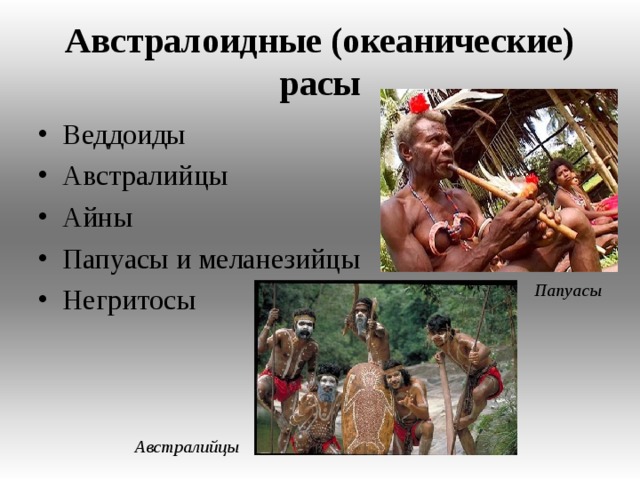 Австралоидные (океанические) расы Веддоиды Австралийцы Айны Папуасы и меланезийцы Негритосы Папуасы Австралийцы  