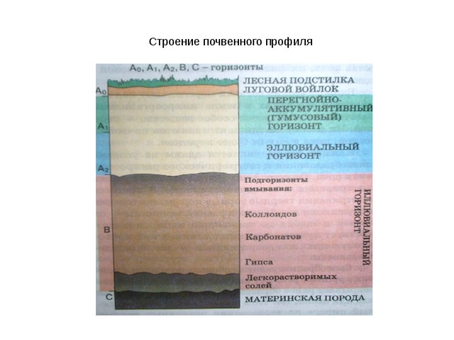 Строение почвенного профиля 