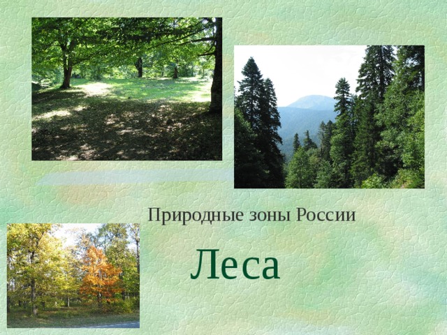 Природные зоны России Леса 