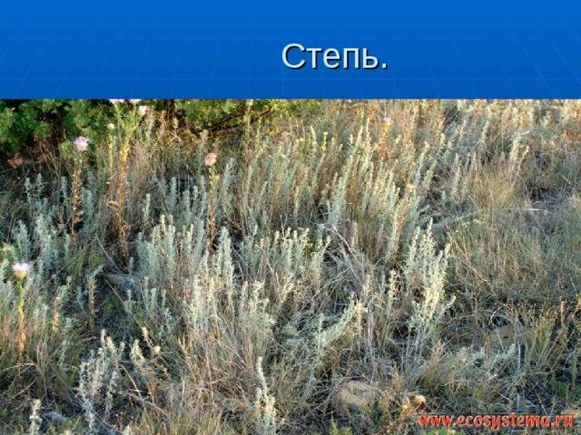  Степь. 