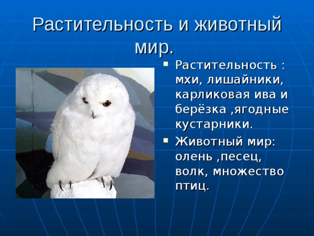 Растительность и животный мир. Растительность : мхи, лишайники, карликовая ива и берёзка ,ягодные кустарники. Животный мир: олень ,песец, волк, множество птиц. 