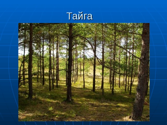  Тайга 