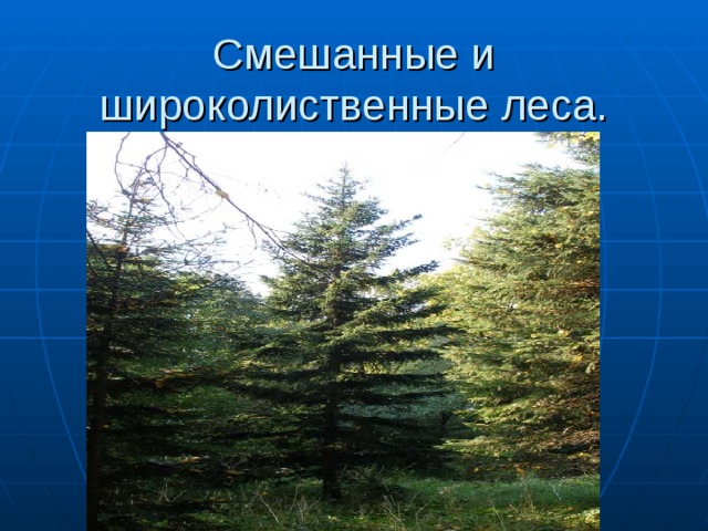 Смешанные и широколиственные леса. 