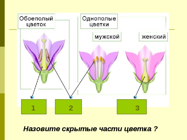 1  2  3 Назовите скрытые части цветка ? 